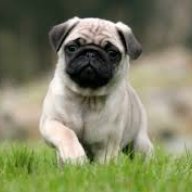 TheFurryPugcartYT