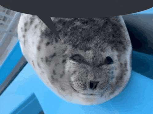silly-seal.gif