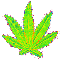 tumblr_mgqjx7vYwR1r06kcdo1_250.gif